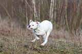 BOULEDOGUE AMERICAIN 017